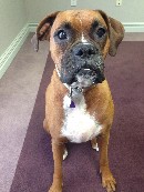 Leila